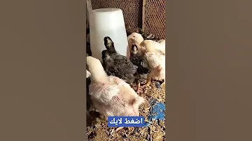 تربيه الفراخ البيضاء مع الفراخ الجميزه 