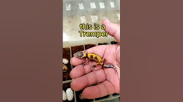 Leopard Gecko Hatch!