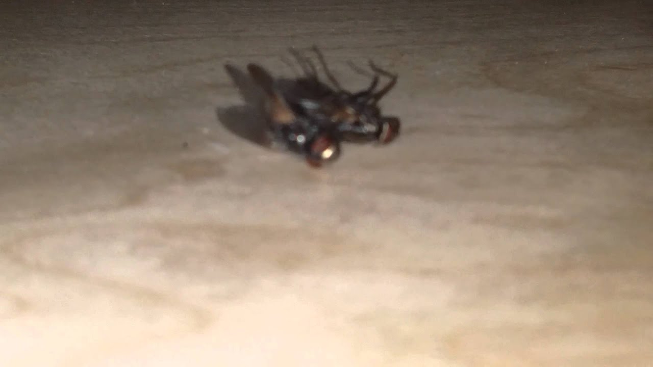 ذبابة حية تتزاوج مع ذبابة ميتة سبحان الله - YouTube