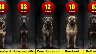 Dog Breeds Ranked by Least Hesitation Before Protecting Their Owner