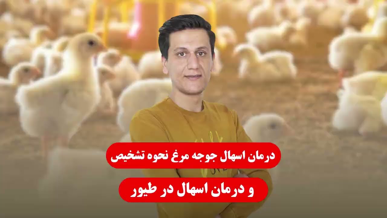 درمان اسهال جوجه مرغ نحوه تشخیص و درمان اسهال در طیور