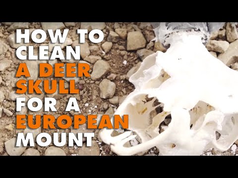How to Clean a Deer Skull for a European Mount