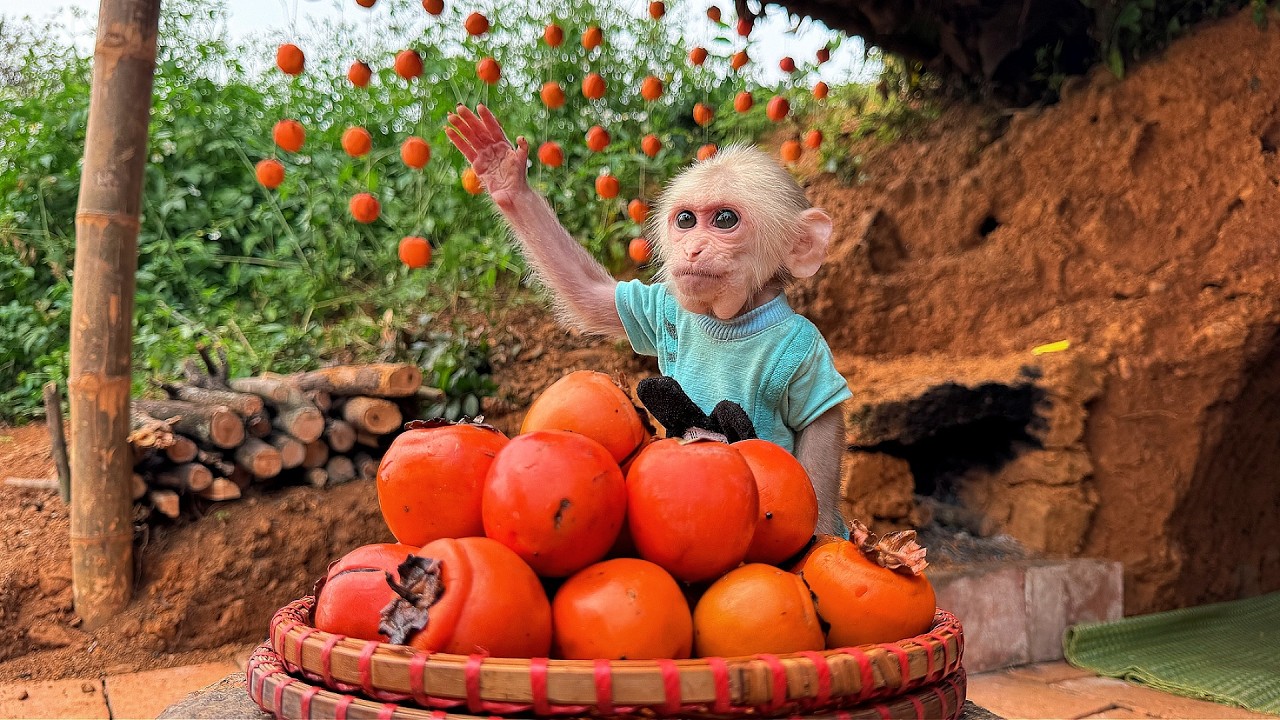 Гениальный обезьянка Каби освоил древнее искусство подвешивания хурмы!