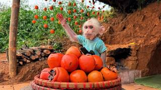 GENIUS Monkey Kabi Masters the Ancient Art of Hanging Persimmons!