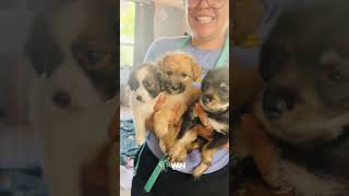 Texas Floods Leave Animals in Crisis—See How Austin Pets Alive! Is Saving Lives