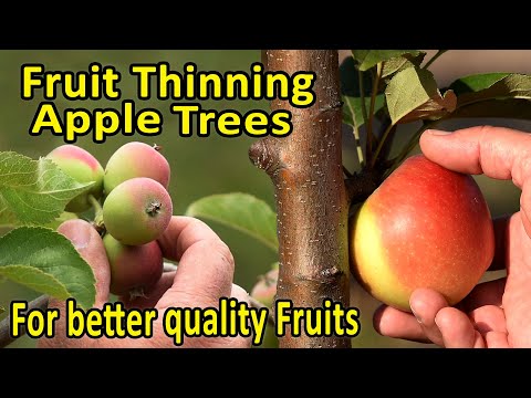 Video: Burr Knots On Apple - Apa yang Harus Dilakukan Untuk Pertumbuhan Knobby Di Pohon Apel