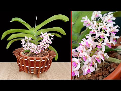 Simple techniques growing beautiful flowering wild orchids, 5T1 Ideas