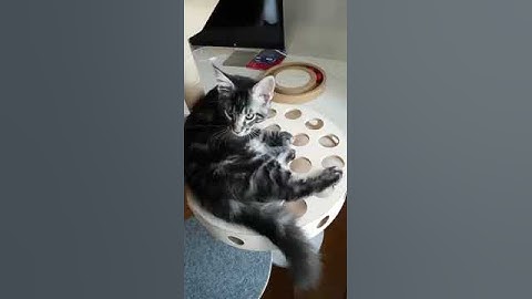 Maine coon kitten playing with a ping pong perch of Kissapuu cat tree
