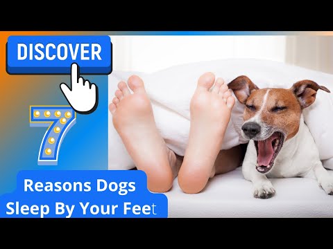 7 Reasons Dogs Sleep By Your Feet