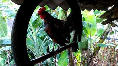 Me nyuam qaib dib qua zoo thiab hawj heev