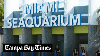 Miami Seaquarium gets eviction notice several months after death of Lolita the orca