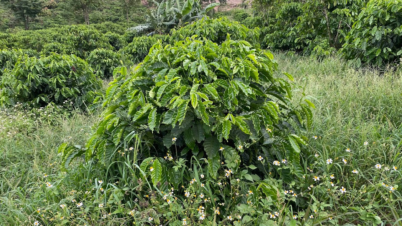 Cà phê trồng trên đất dốc, pha cát, sỏi đá thì nên để cỏ.