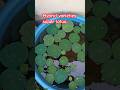 Super lotus #super #lotus #lotuspond #gardenscapes #plantgrowth #ytshort #shorts #youtubeshorts #yt