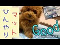 【トイプードル(toy poodle)ペコ】暑さ対策 ひんやりマット買いました！！鹿の角お気に入りすぎる犬！！