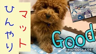 【トイプードル(toy poodle)ペコ】暑さ対策 ひんやりマット買いました！！鹿の角お気に入りすぎる犬！！