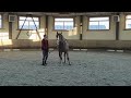 Присоединение лошади — движение плечом на человека