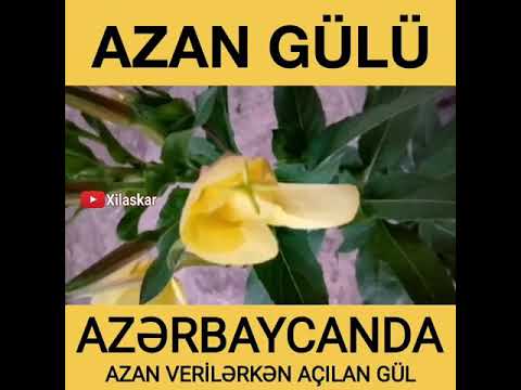 Azan gülü azan oxunanda açilir