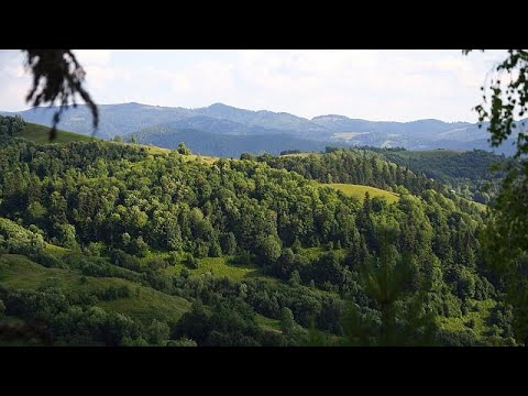 Video: Il disboscamento ortho ucciderà gli alberi?