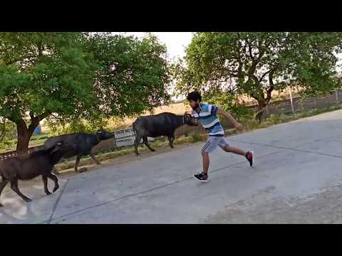 BACK FLIP SUPER
