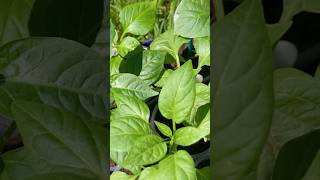 CHILLI PLANTS OUTSIDE 🌶️ ☀️ HARDENING OFF AGAIN! #chilliplant #gardening #garden #food #plants