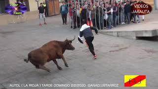 AUTOL (LA RIOJA) TARDE VACAS EN LA CALLE (DOMINGO 2 FEBRERO 2020) USTARROZ