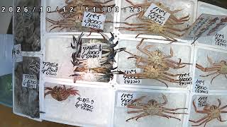 道の駅マリンドリーム能生 磯貝鮮魚店 売り場カメラ2 のライブ映像