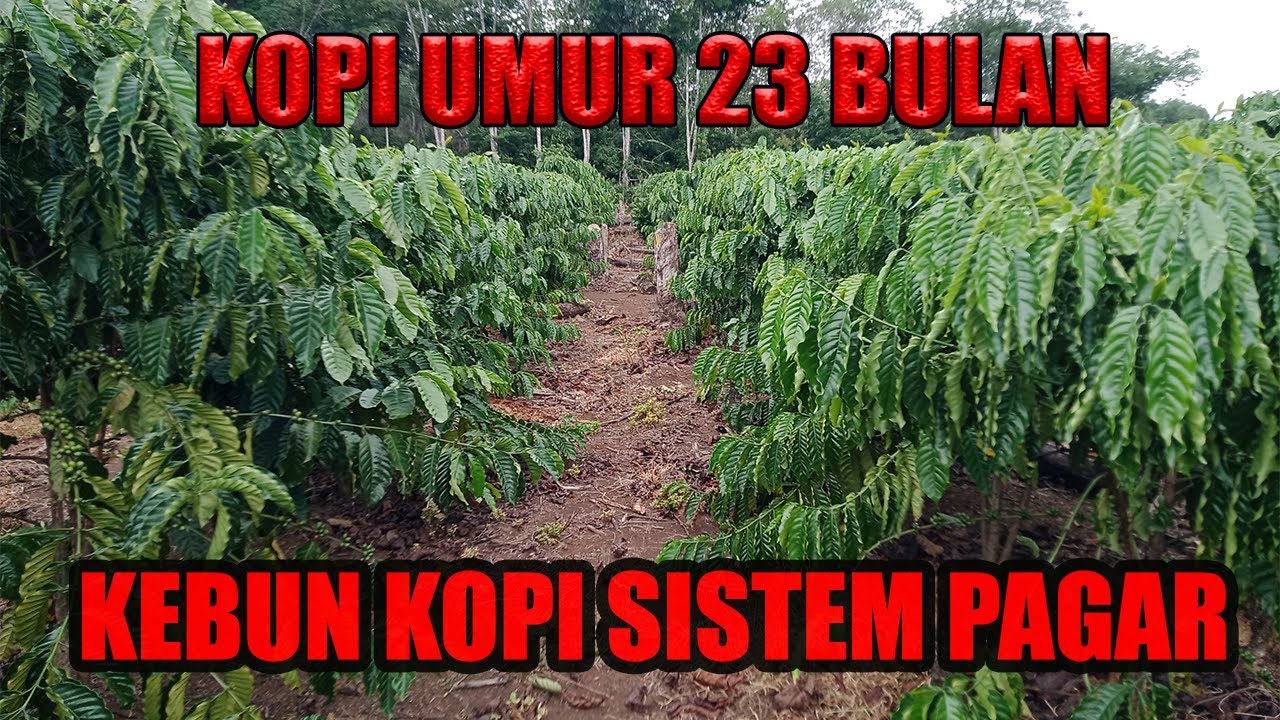 KEBUN KOPI SISTEM PAGAR UMUR 23 BULAN, METODE PERTANIAN KOPI DENGAN CARA BARU @IDR Productions