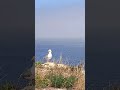 🌅🕊️