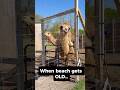 Skip the Beach… Do THIS Instead at Coastal Wilds 🐪 (Bethany Beach)