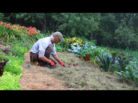 The Grass-Fed Market Garden: No Water. No Weeds. No Tilling.