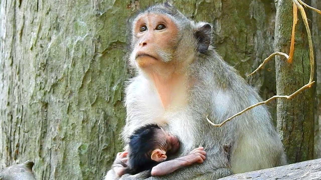 First-Time Mom 🐒 Monkey Jazzy Welcomes Her First Baby | Heartwarming Moment