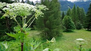 Panace Gigante in Trentino (Heracleum Mantegazzianum in Trentino, Italy) - Genesis' Giant Hogweed