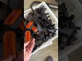 Габарит боковий 24Вольт NEW-10 ЖОВТИЙ 🟡🚜