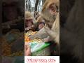 Funny Monkeys Eating Corn 🌽Cute Monkey Moments #monkeyshorts #funnymonkey #animals #wildlife #bandar