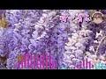 心寜安静【 舒心音乐 06 放松疲劳 缓解压力 】#疗愈音乐 #钢琴音乐