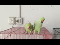 Talking Parrot With A Great Vocabulary