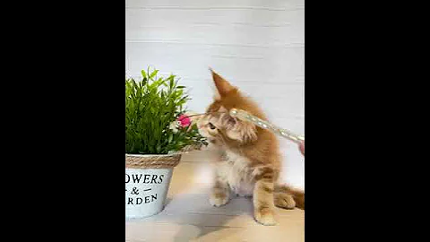 Watch the video about #cat #mainecoon #catbreed #kitten #tabby #cute #red boy #reserve #breeder #mainecooncats #pet