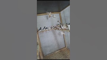 Finches colony #bird #parrot #colony #youtubeshorts