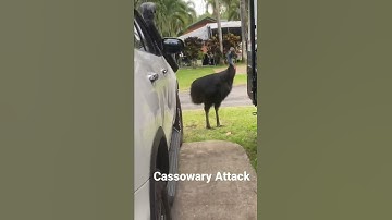 Cassowary Attack! South Mission Beach