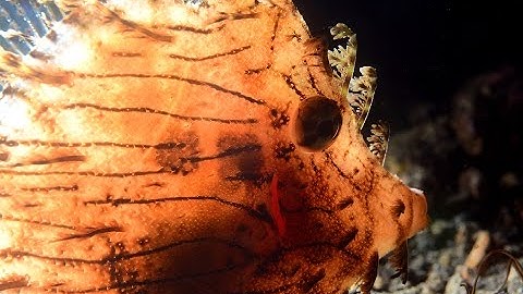 Theme and Variation Part 1: Introduction, Underwater Photography Tutorial by David Heidemann