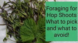 Foraging for Hop Shoots, what to pick and what to avoid!