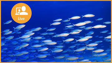 Designing Platform Ecosystems for a Changing World: Live Discussion with Boundaryless