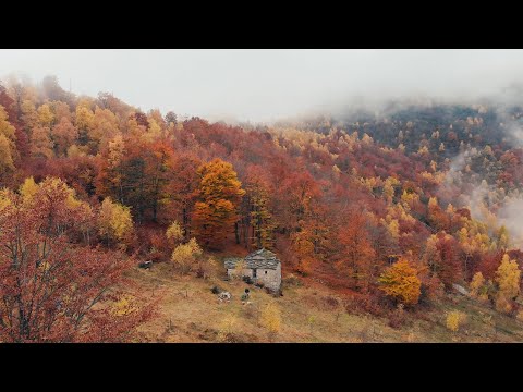 Wideo: Sesja zdjęciowa szczurzych szczeniąt od Jessiki Florence