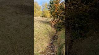 Струмочок в осінньому лісі #природа #вода #карпати