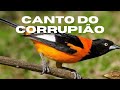 CANTO DO CORRUPIÃO - Considerado uma VERDADEIRA MELODIA!