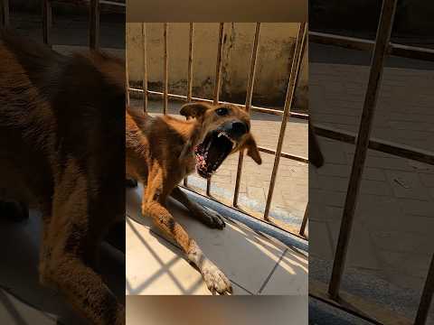 Hit by a Car, Jaw Broken | Jeshy’s Rescue, Surgery & Trust-Building Journey