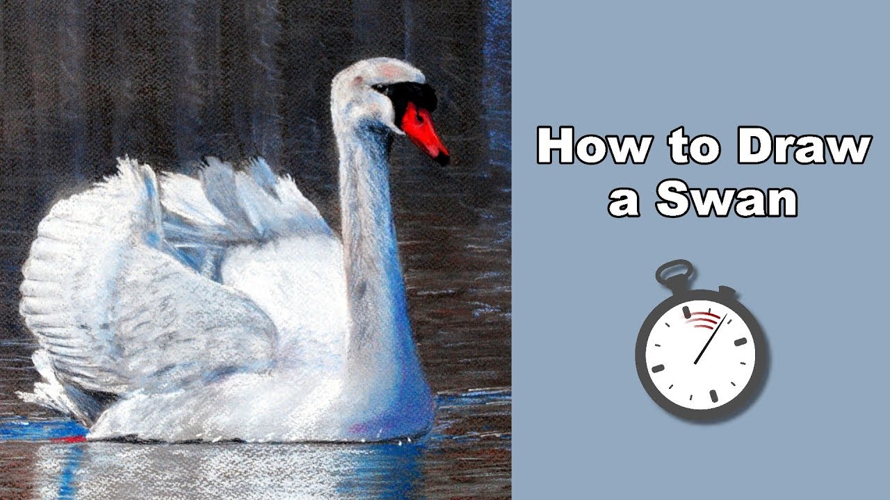 How to Draw a White Swan in Pastel Time Lapse