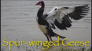 Spur-winged Geese