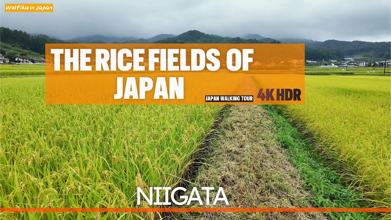 4K HDR Japan Walk - The Rice Fields in a village of Japan