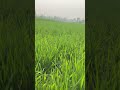 🎋गाँव#Villagelife#🌲🎋🏝️